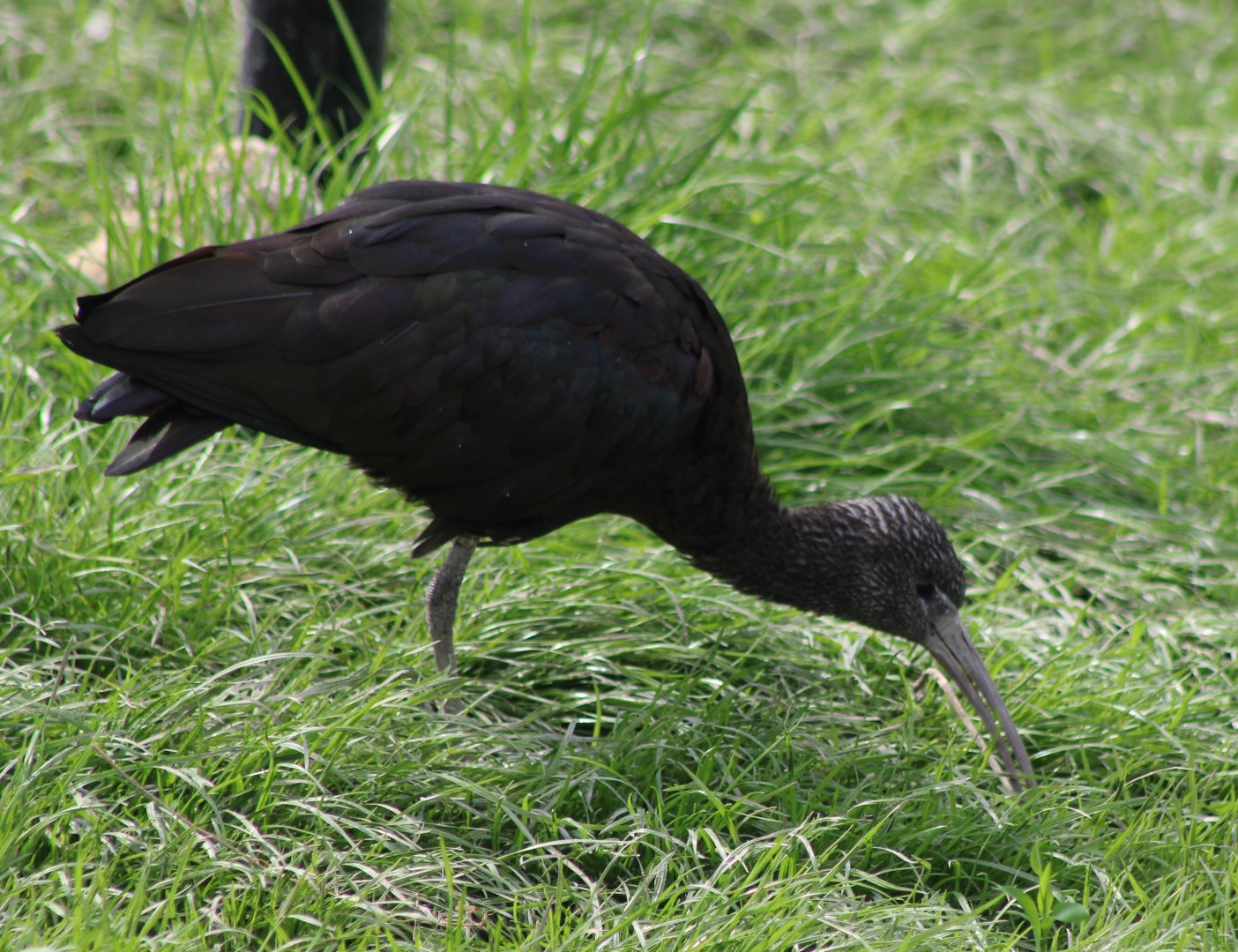Glossy ibis