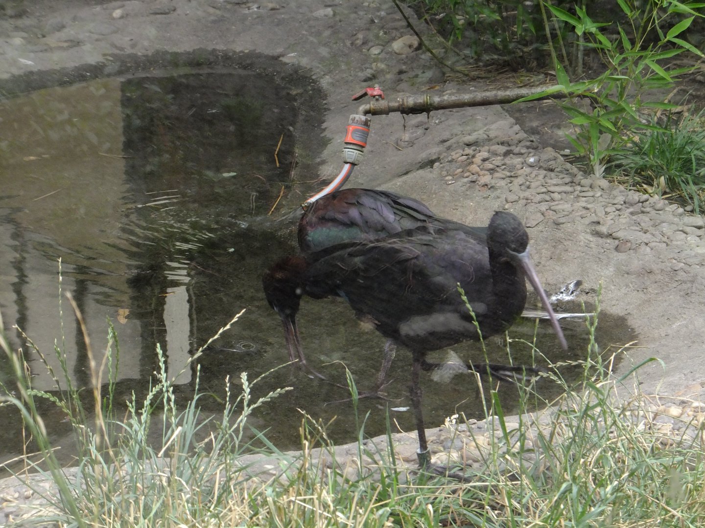 Glossy ibis