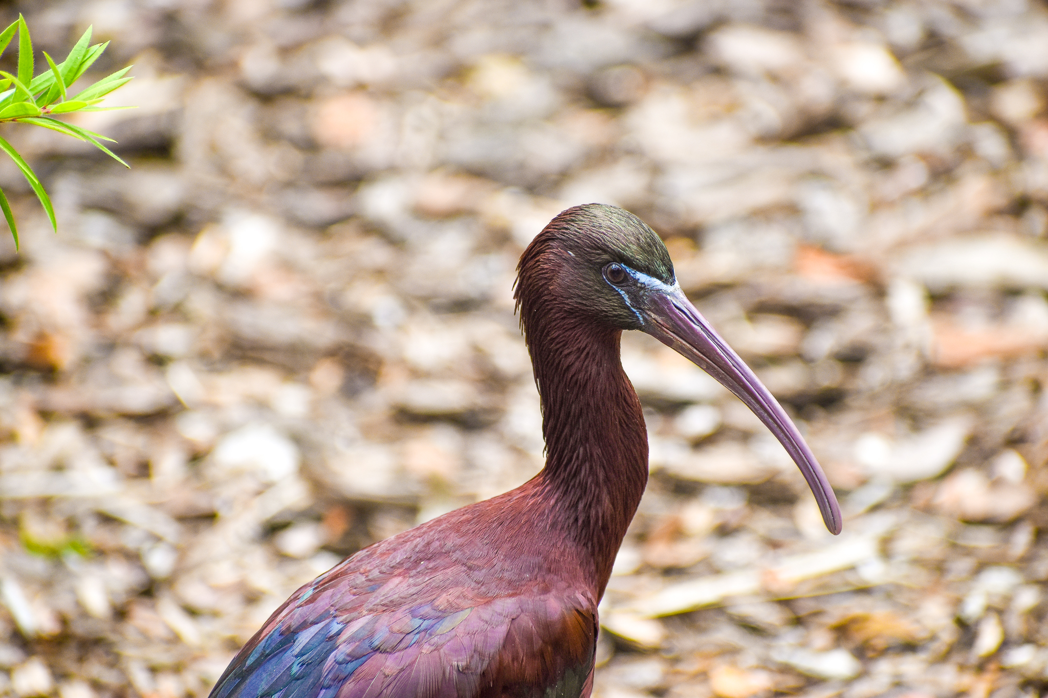 Glossy Ibis