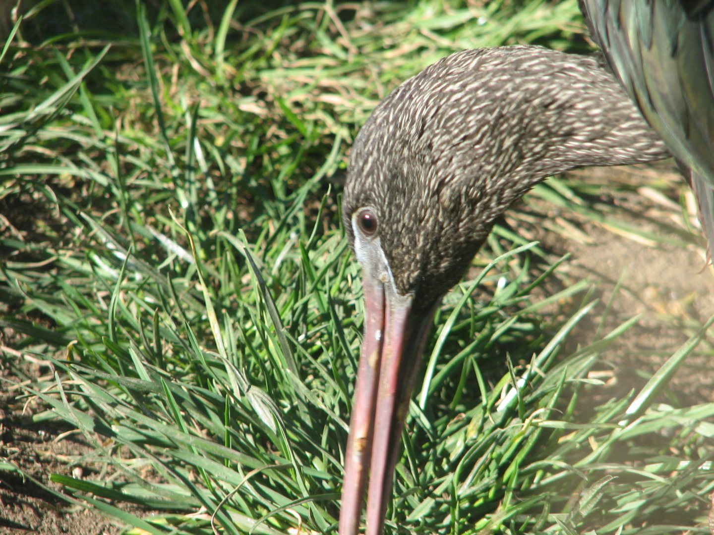 Glossy ibis