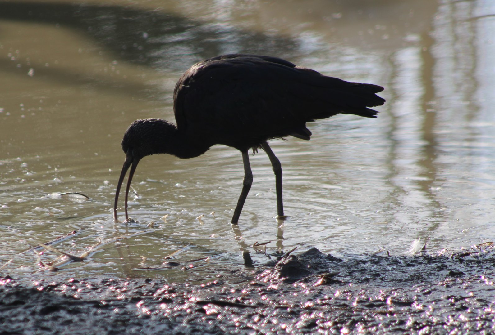 Glossy ibis