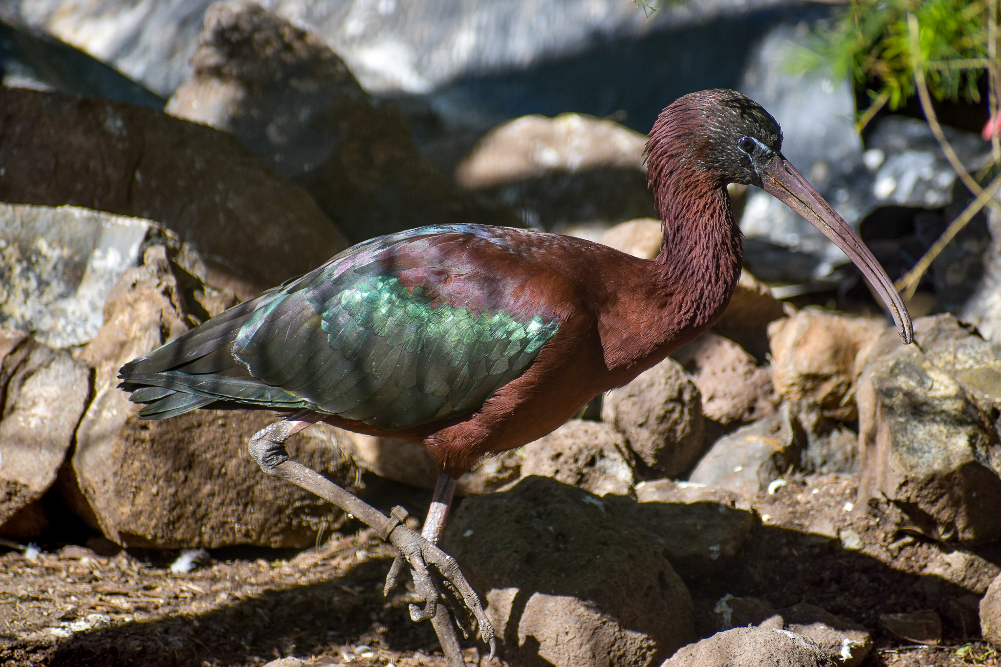 Glossy Ibis