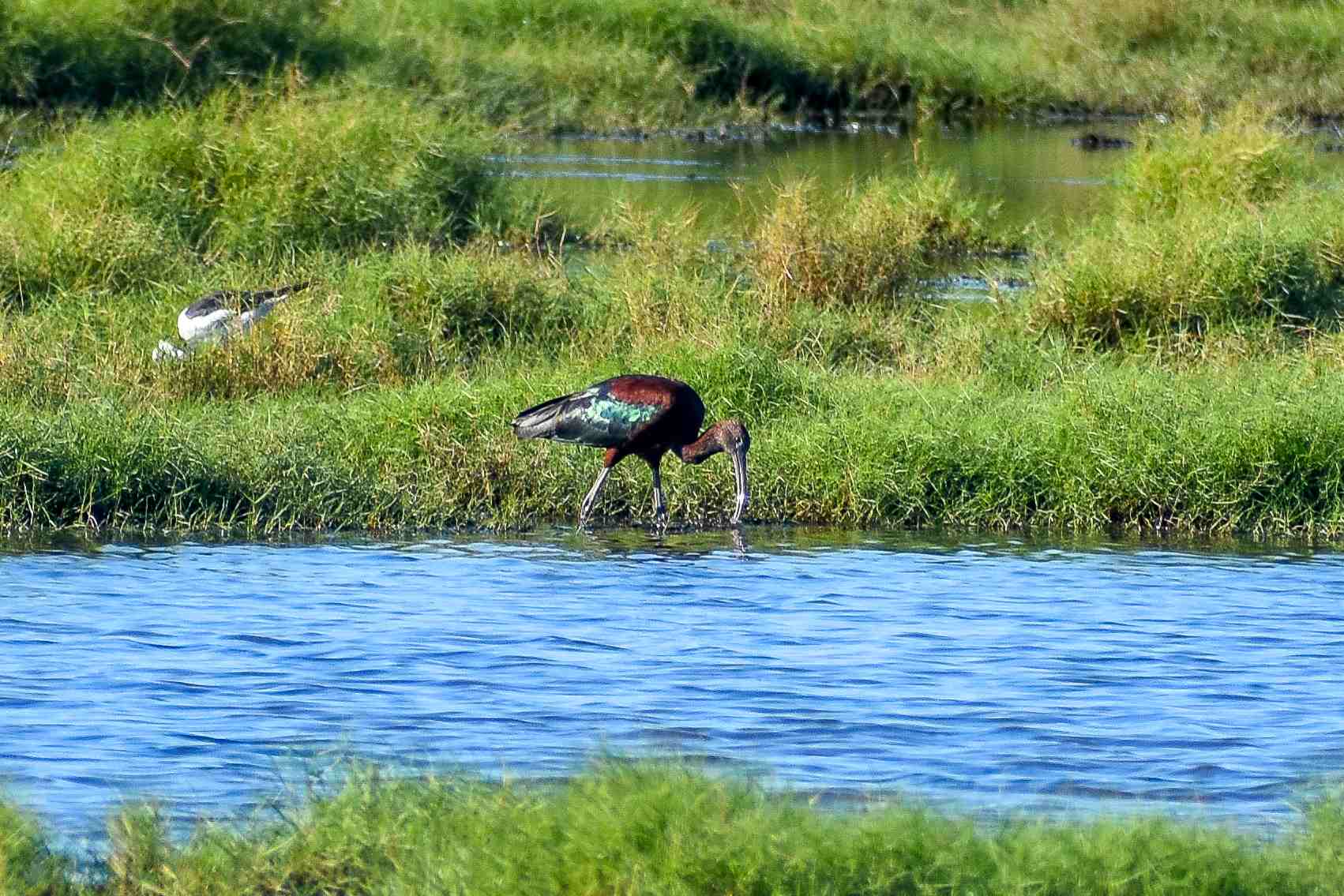 Glossy Ibis