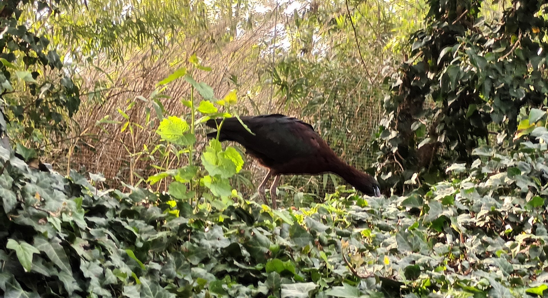 Glossy Ibis