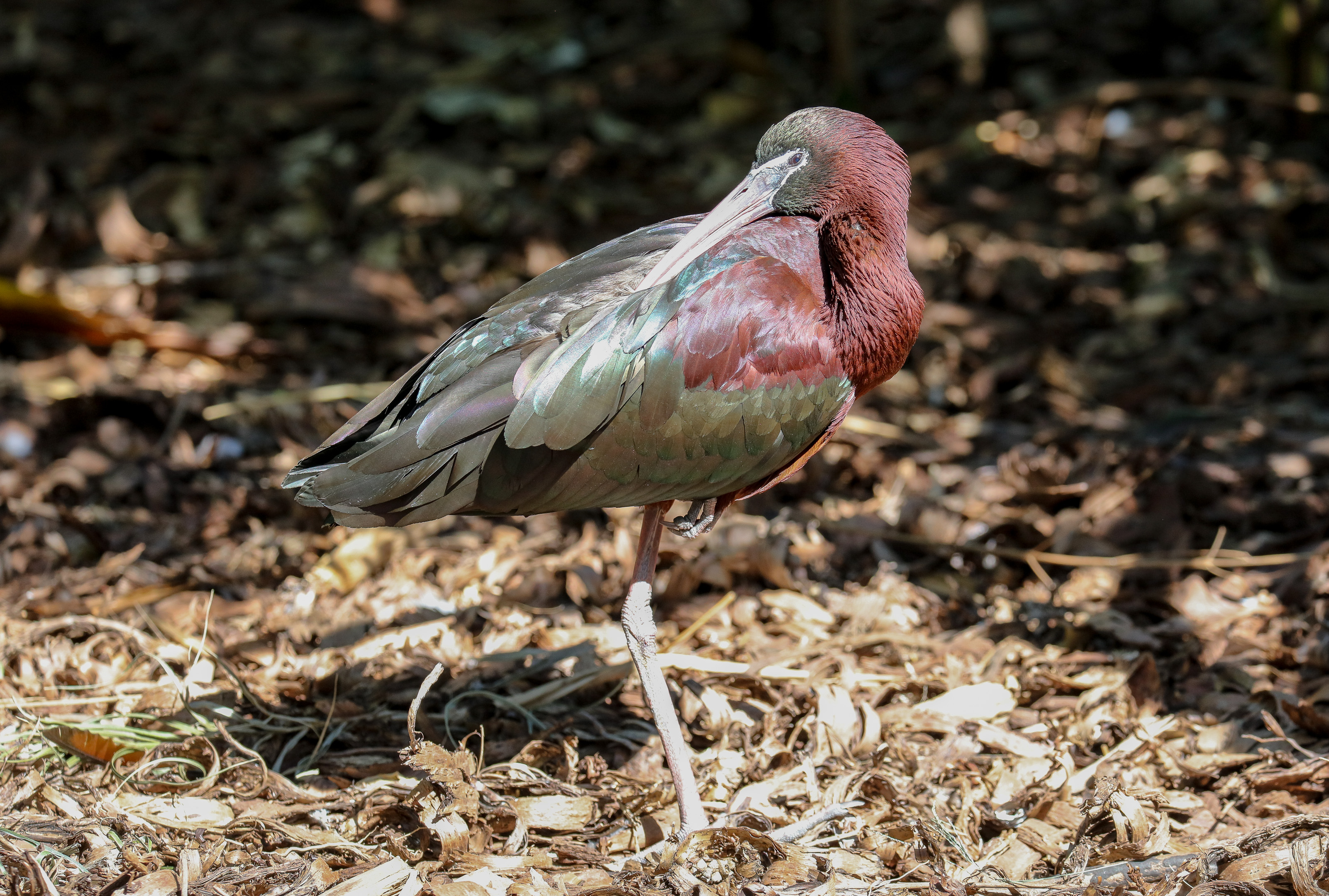 Glossy Ibis