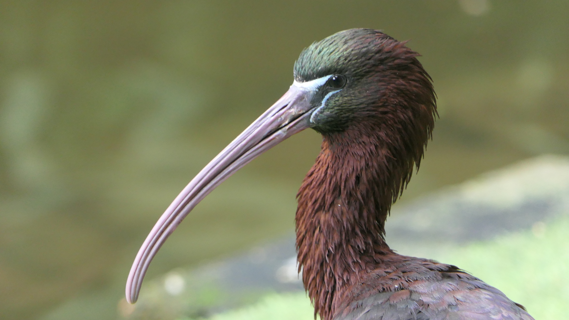Glossy Ibis