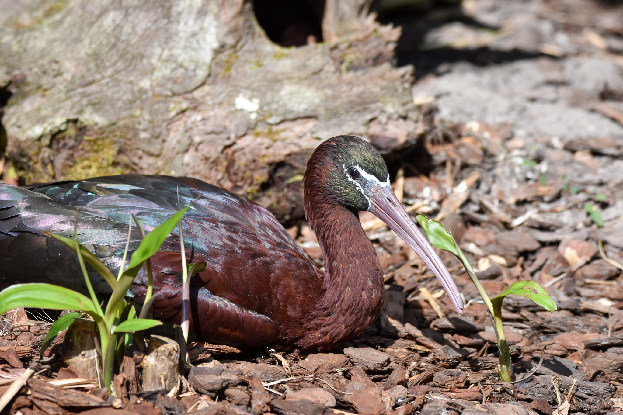 Glossy Ibis