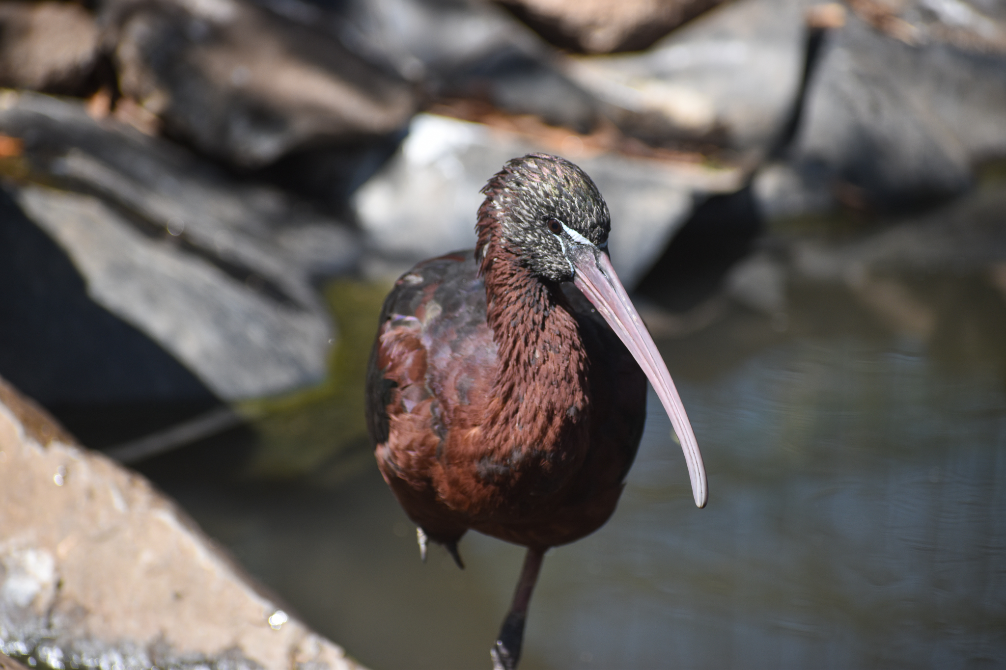 Glossy Ibis