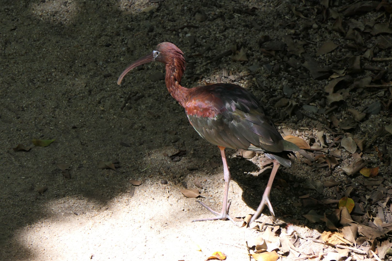 Glossy Ibis