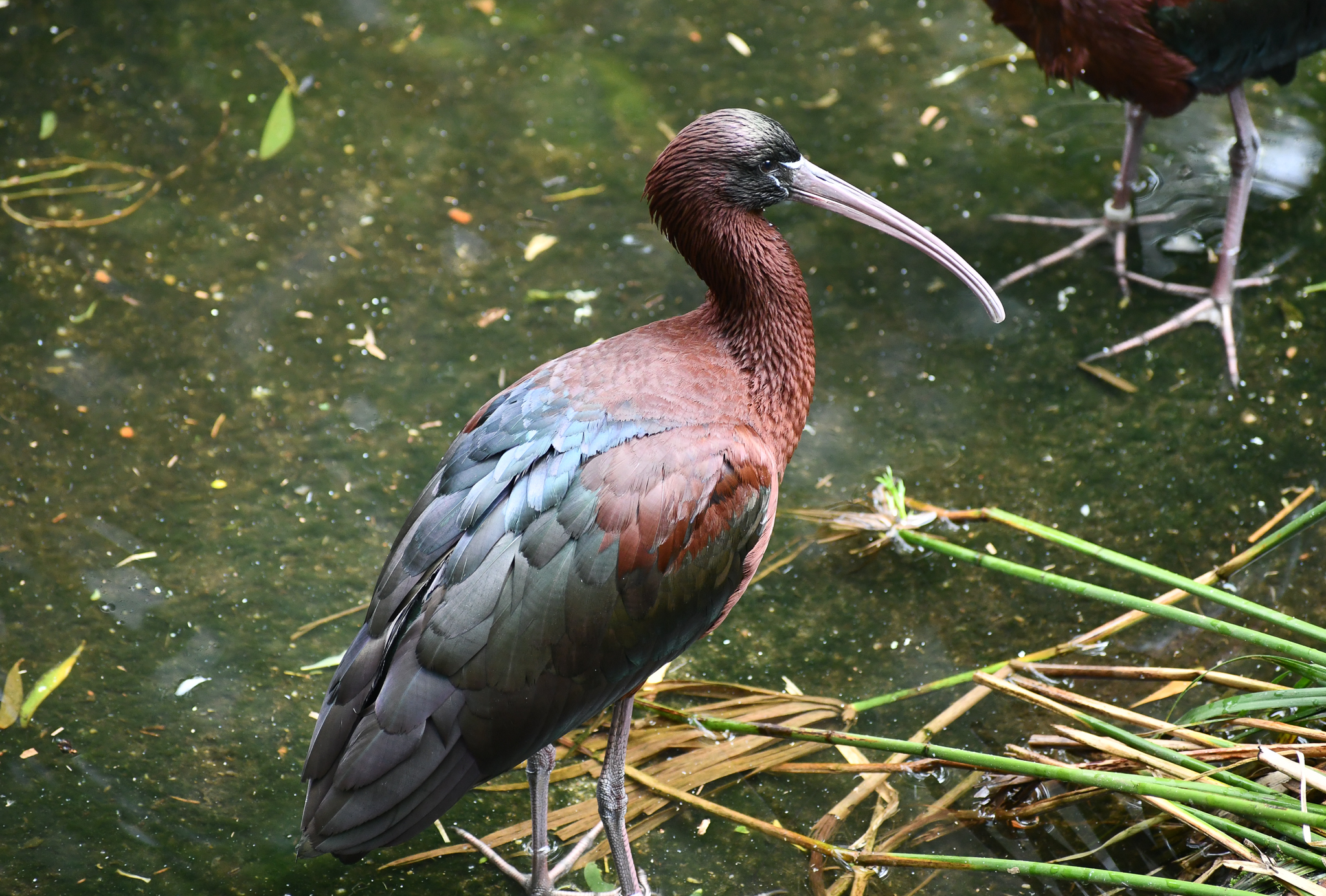 Glossy Ibis