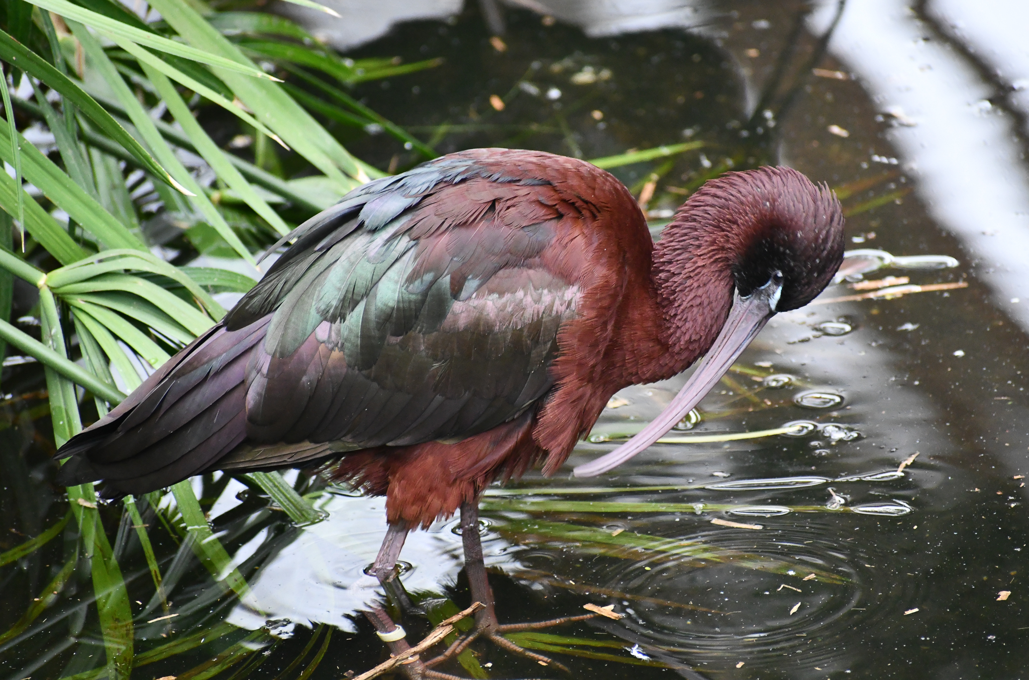 Glossy Ibis