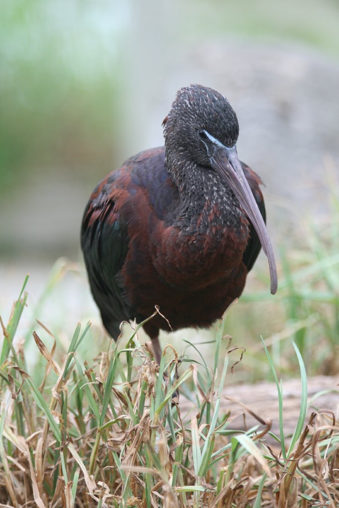 Glossy Ibis