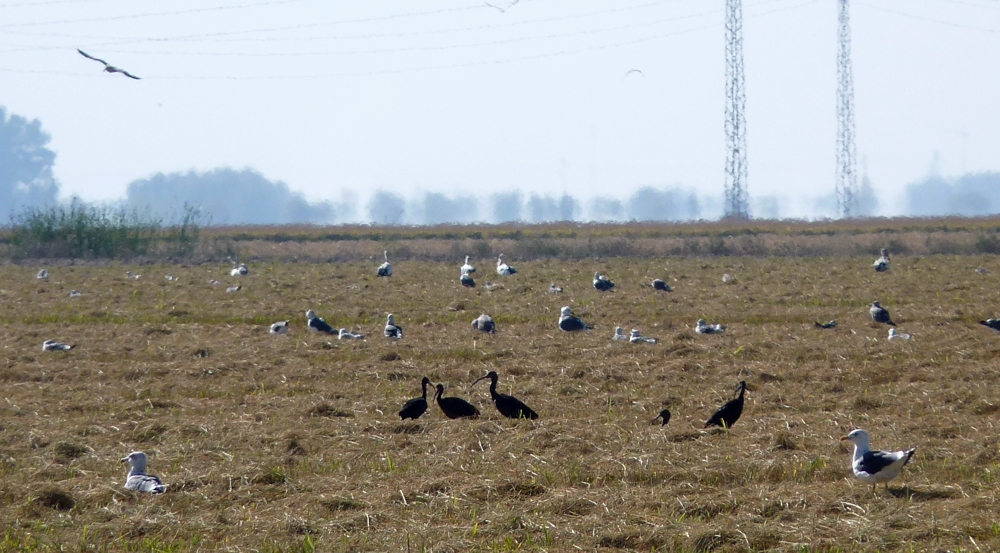 Glossy ibises and lesser black-backed gulls