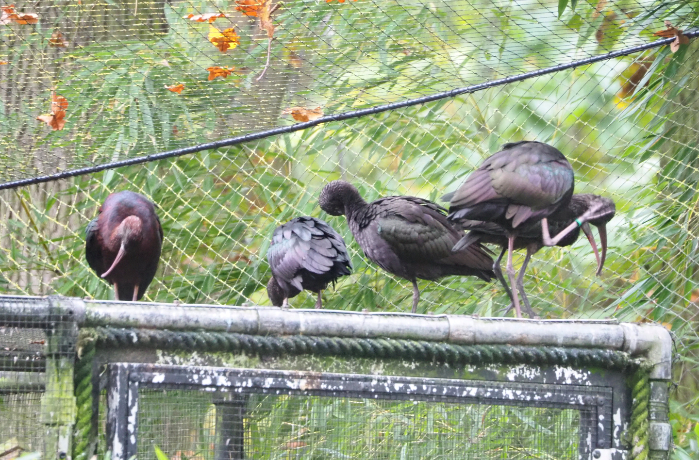 Glossy ibises (Plegadis falcinellus), 2021-11-06