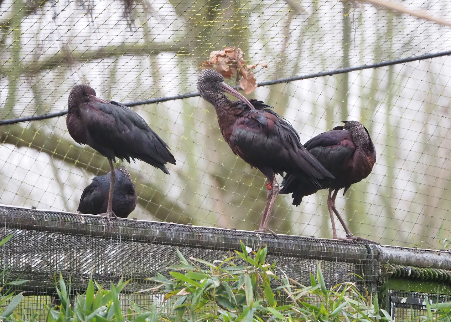 Glossy ibises (Plegadis falcinellus), 2023-02-19