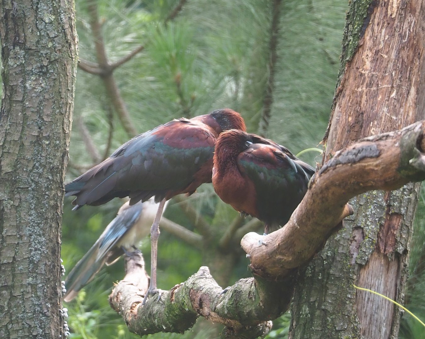 Glossy ibises (Plegadis falcinellus), 2023-07-18