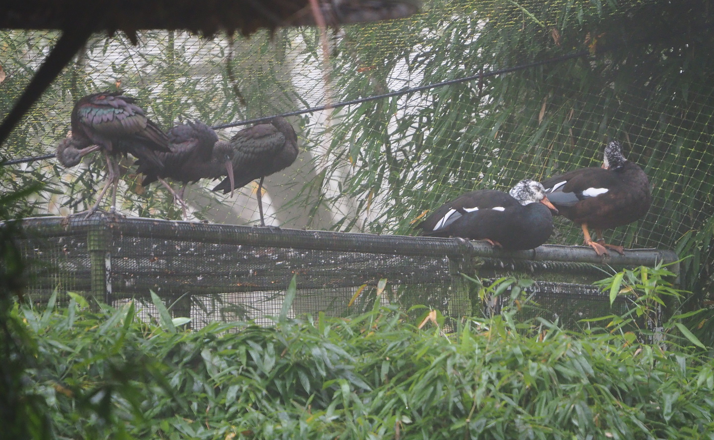 Glossy ibises (Plegadis falcinellus) and White-winged wood ducks (Asarcornis scutulata), 2021-10-10