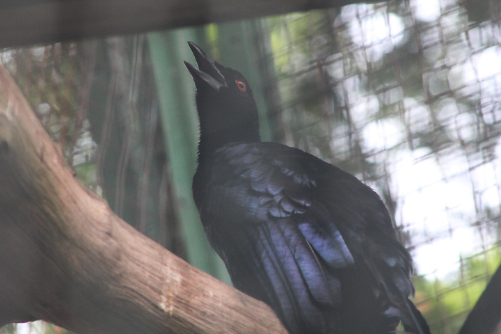 Glossy-mantled manucode (Manucodia ater ater)