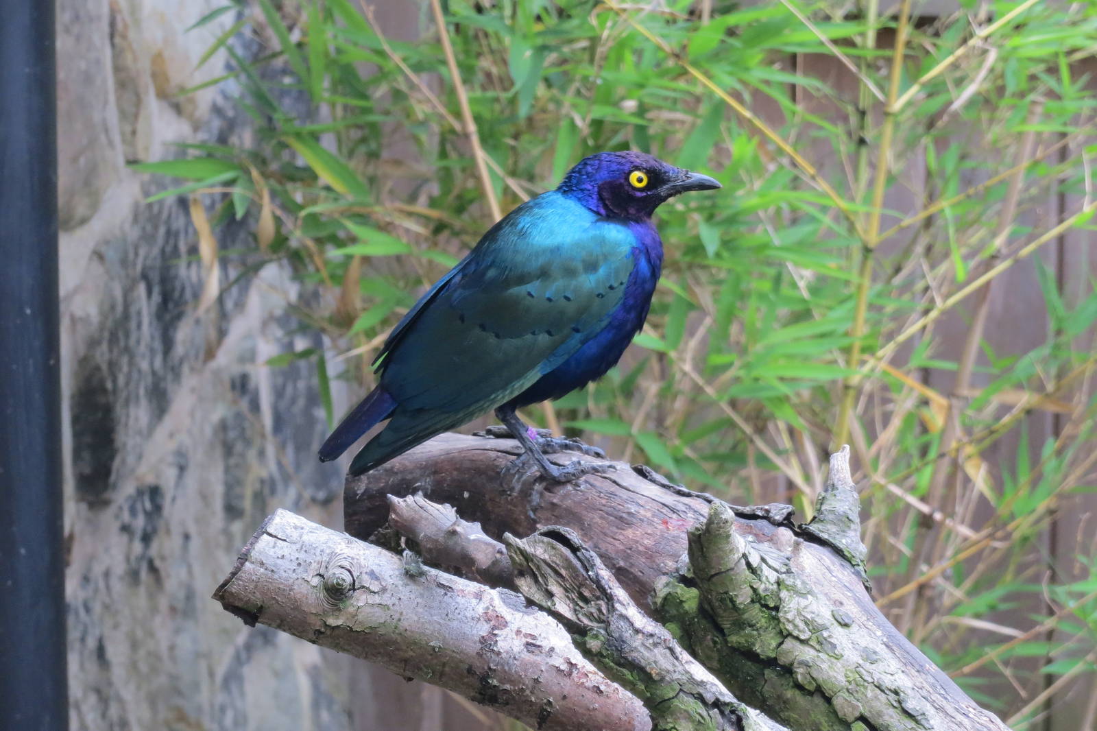 Glossy Starling 200713