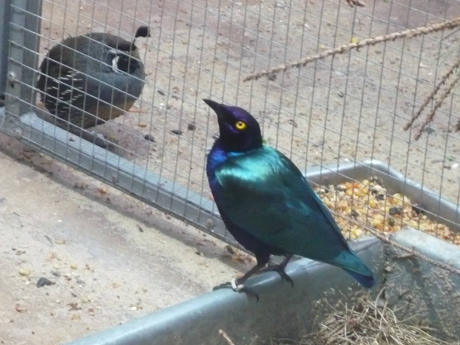 Glossy starling and California quail