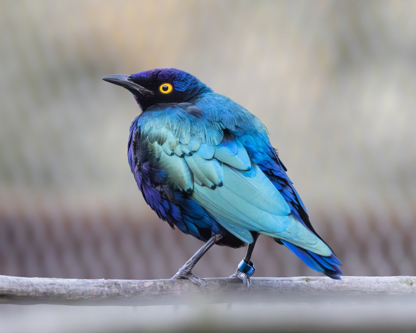 Glossy Starling / Hamerton / 27-11-24