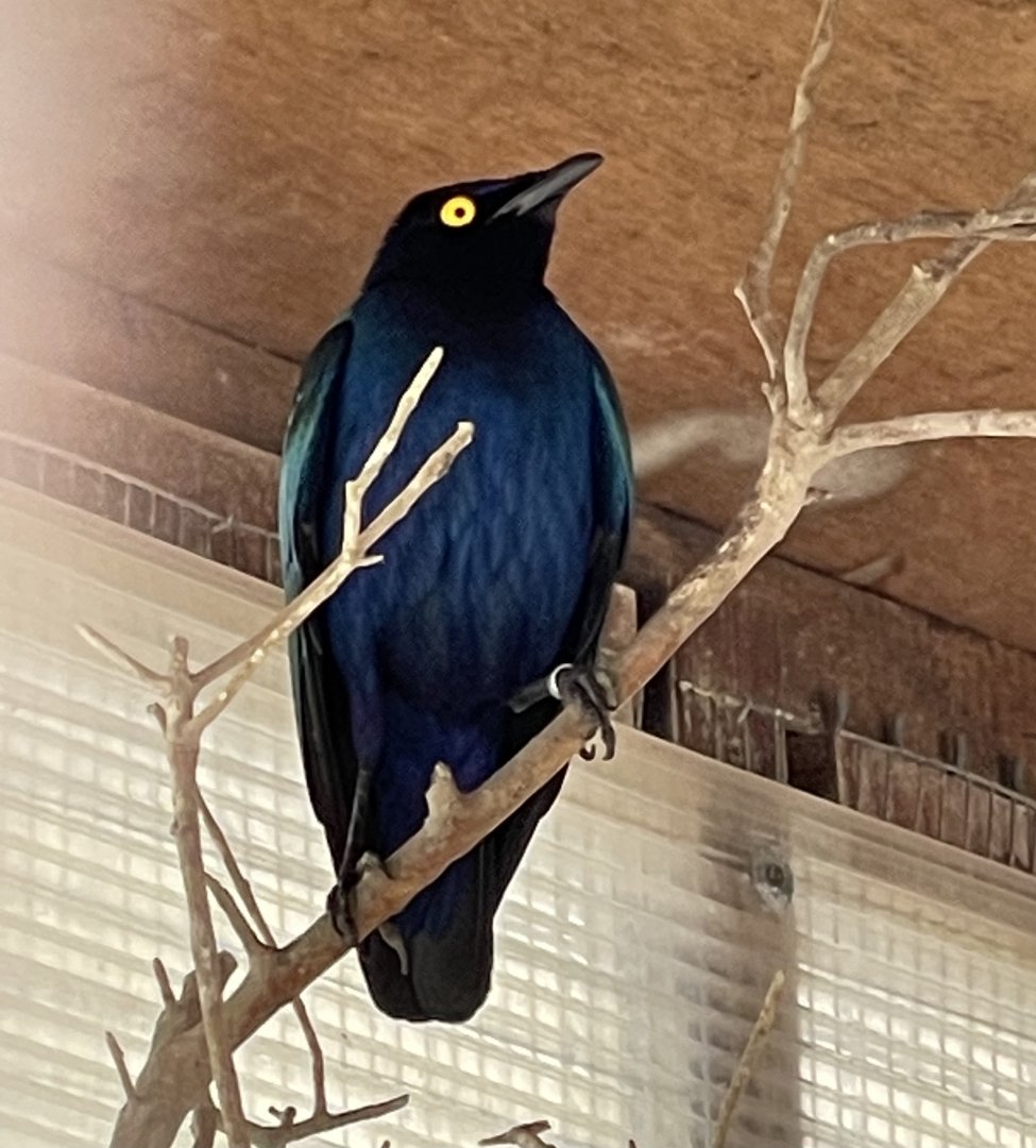 Glossy Starling ID? ~ Villa Rundle gardens aviary, Gozo
