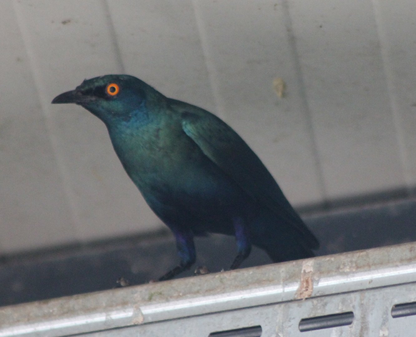 Glossy Starling ID