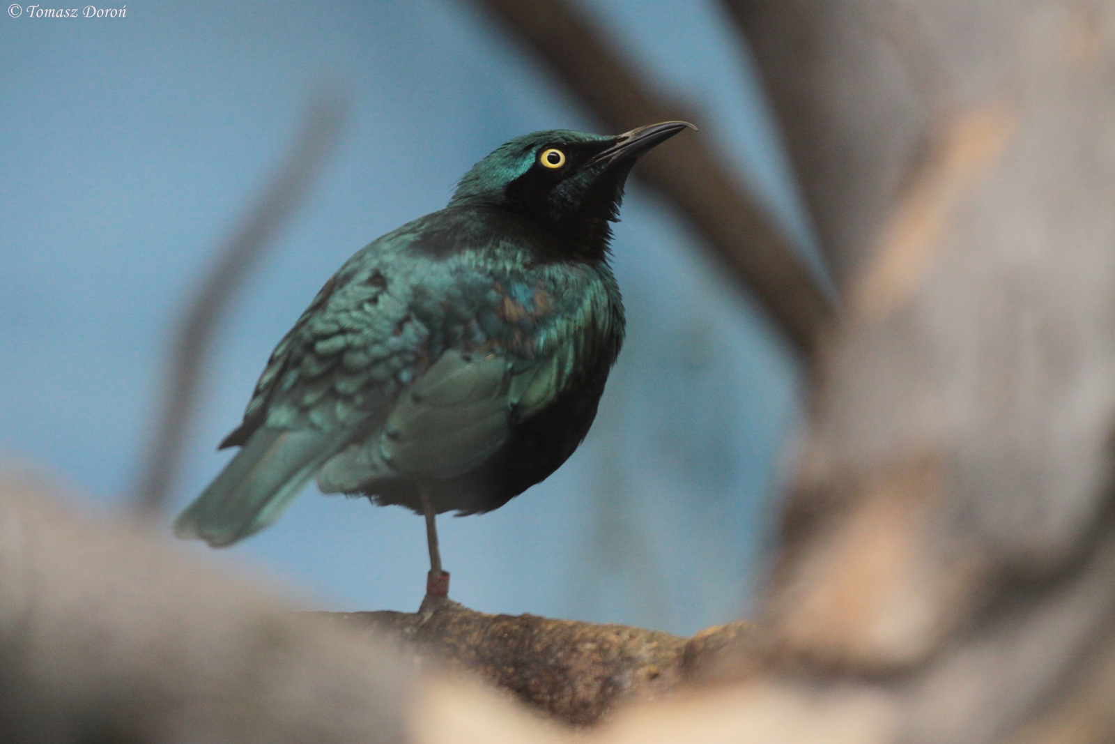 Glossy-starling (Lamprotornis spp.) - ID please