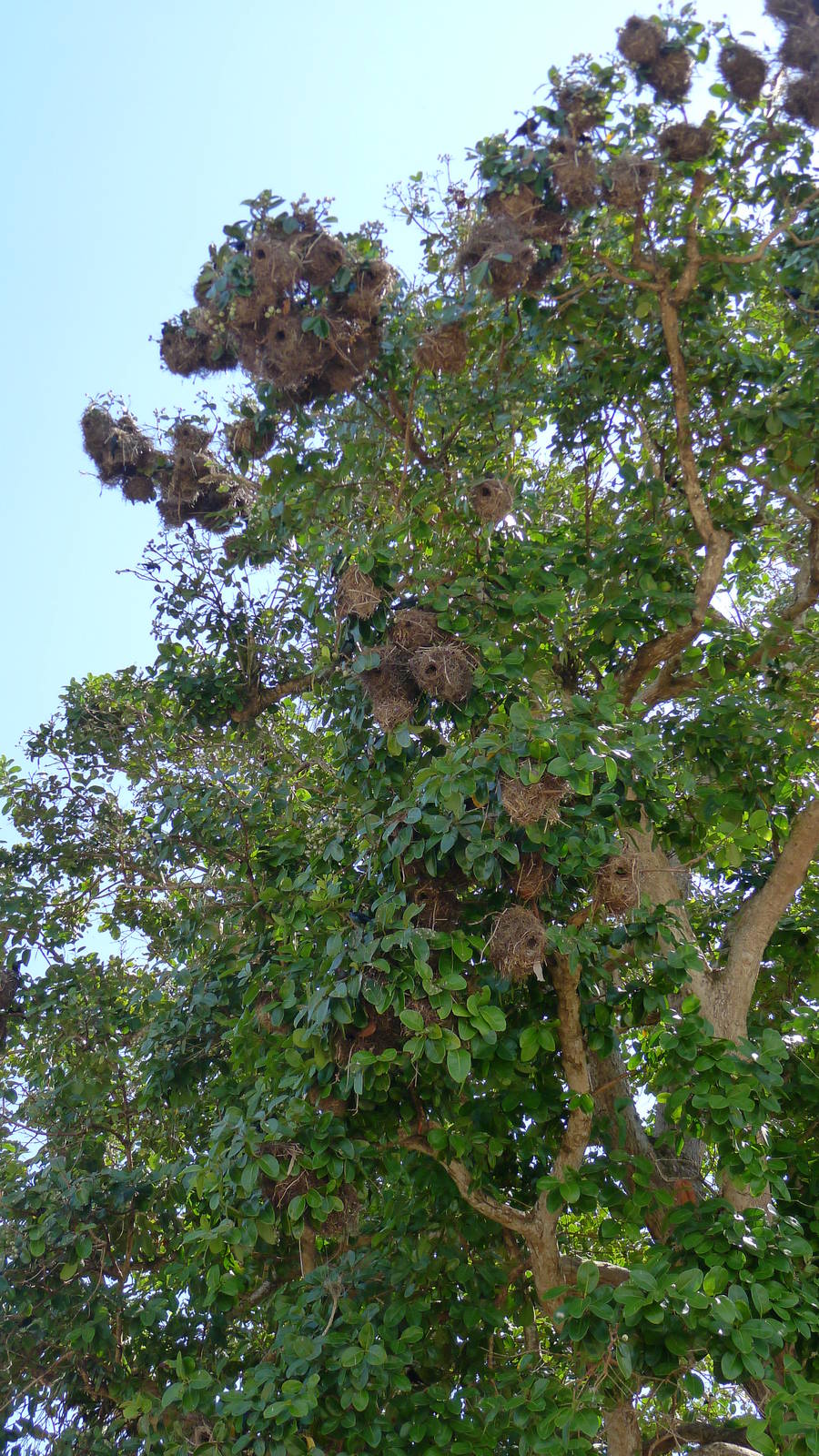 Glossy Starling nests