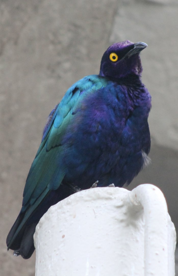 Glossy starling species