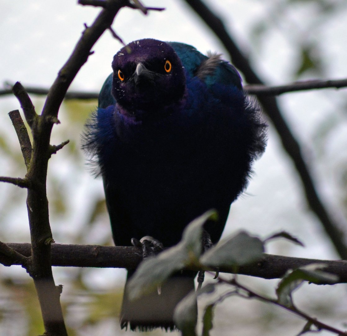 Glossy Starling