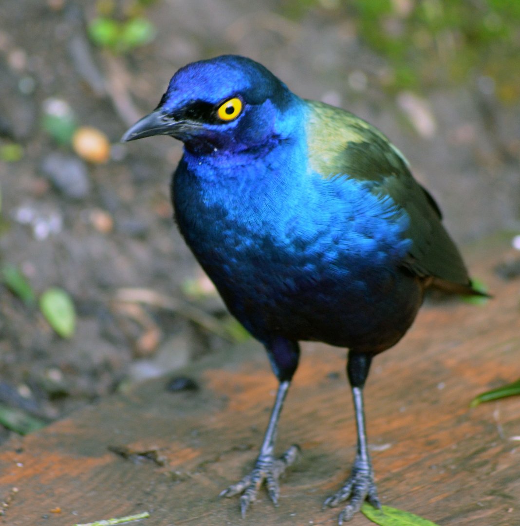 Glossy Starling