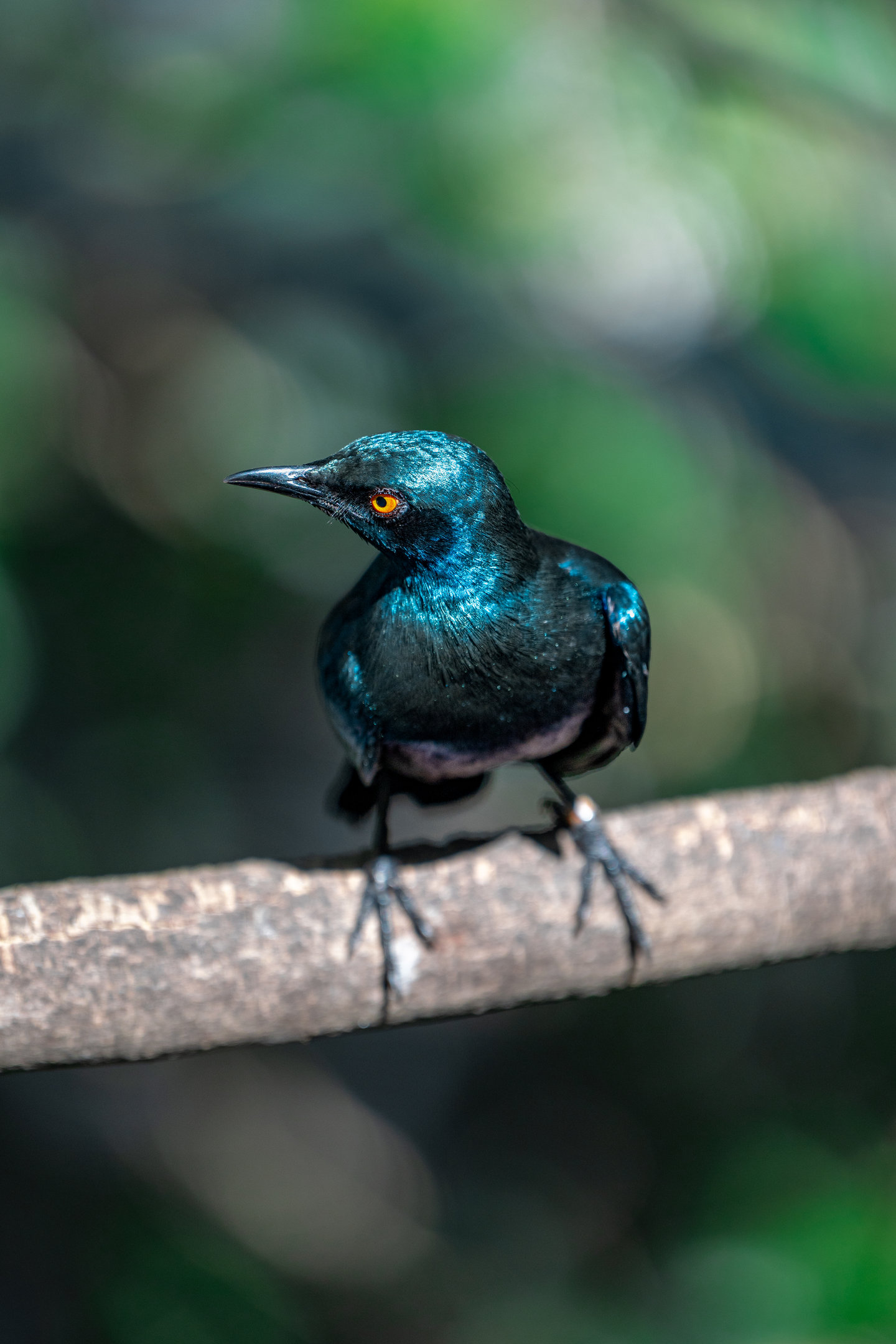 Glossy Starling