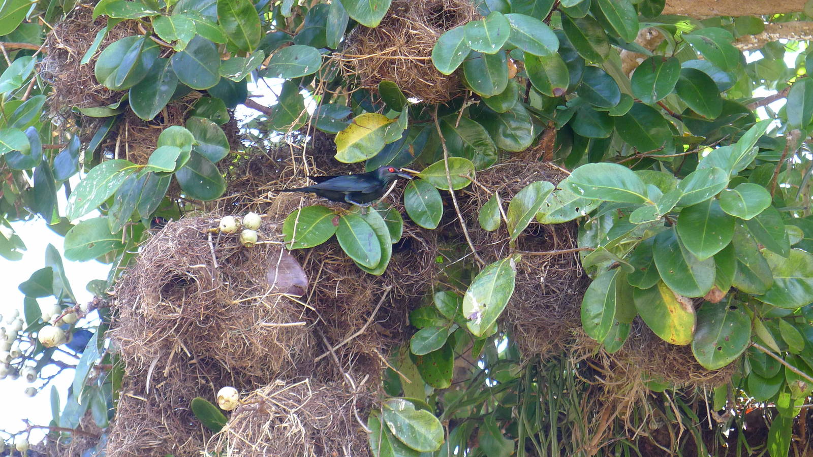 Glossy Starlings at their nests