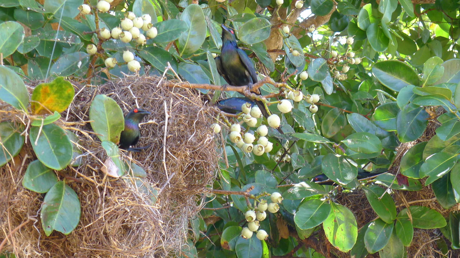 Glossy Starlings