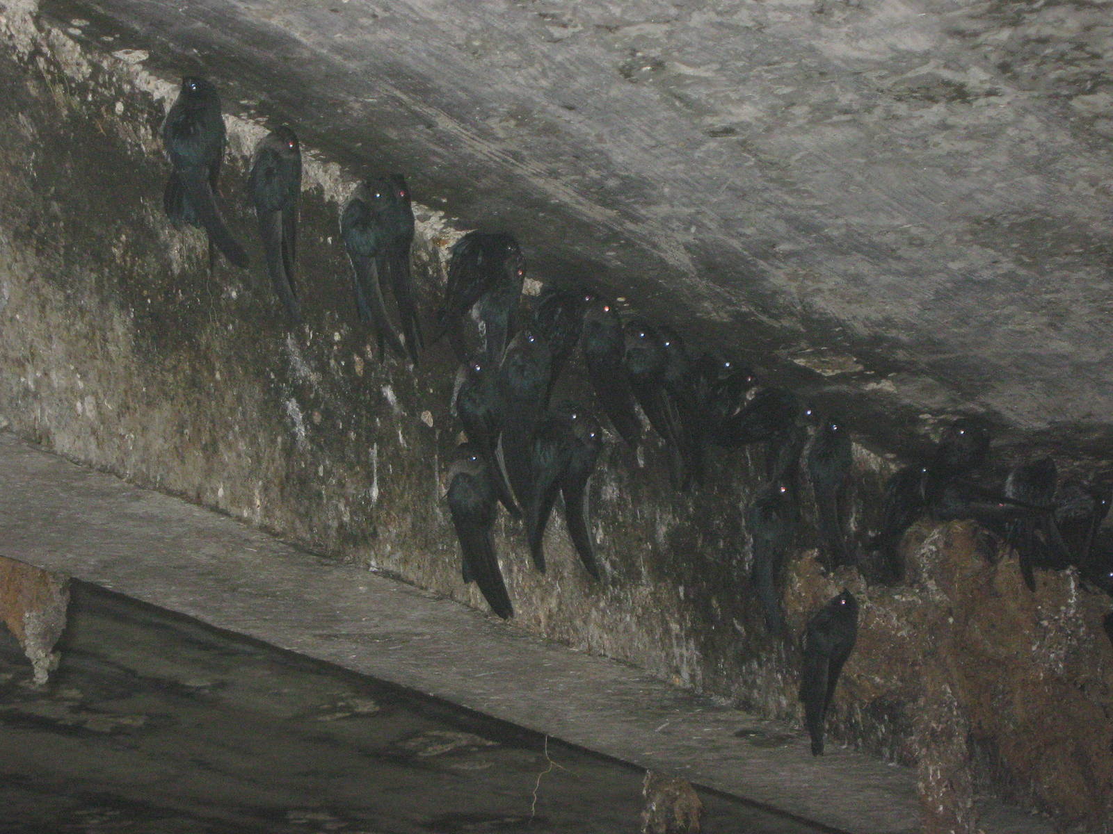 Glossy swiftlets (Collocalia esculenta)