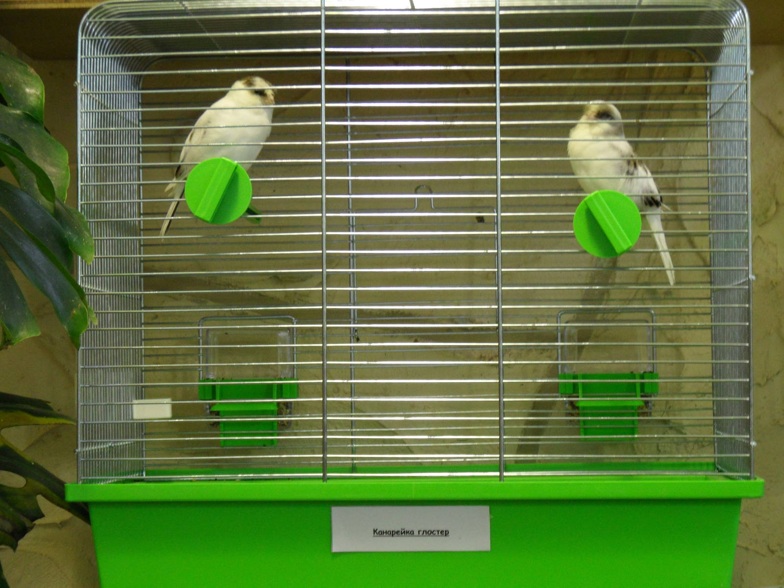 Gloster canaries - bird show'12