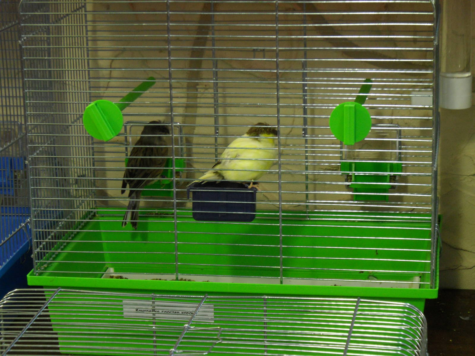 Gloster corona - bird show'12