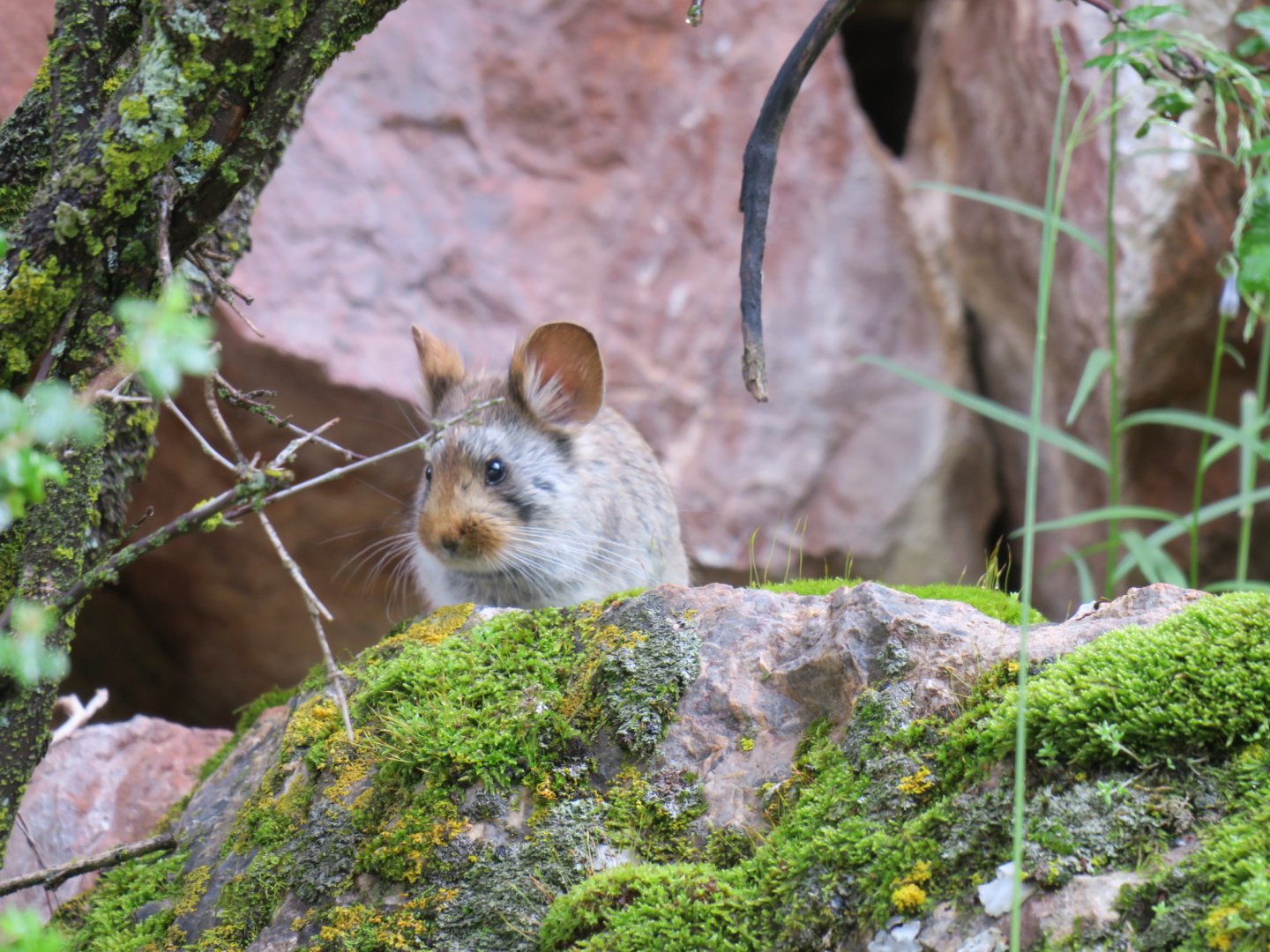 Glover's pika