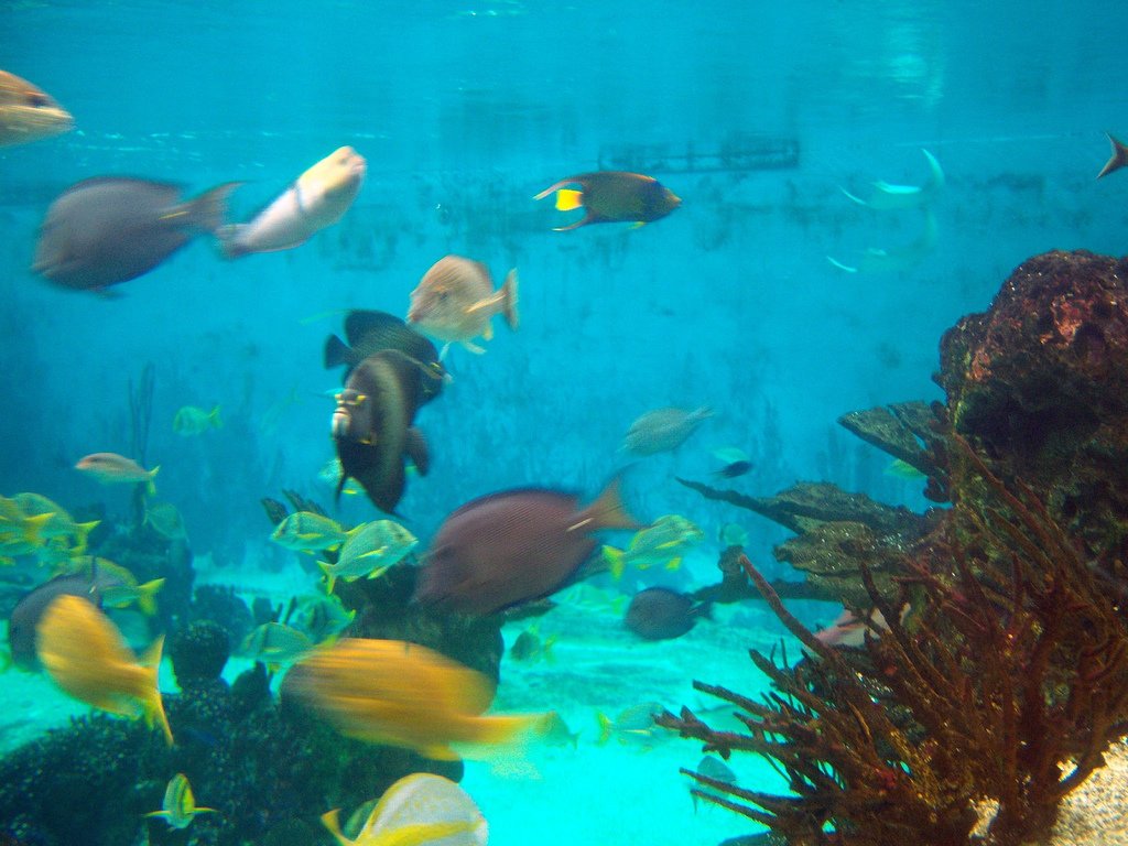 Glover's Reef 2008