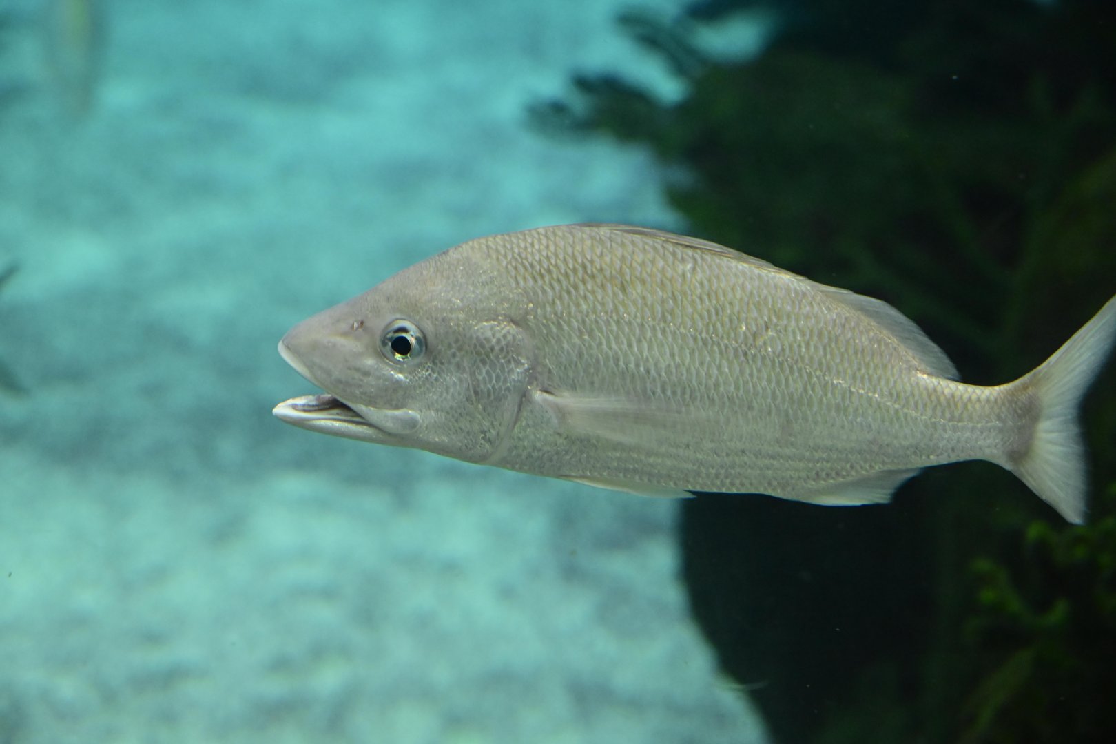 Glover's Reef - Gray Snapper (Lutjanus griseus)?