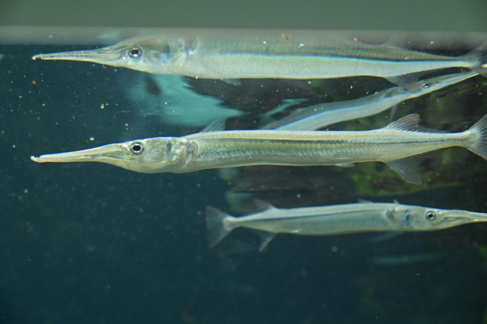 Glover's Reef - Redfin Needlefish (Strongylura notata)