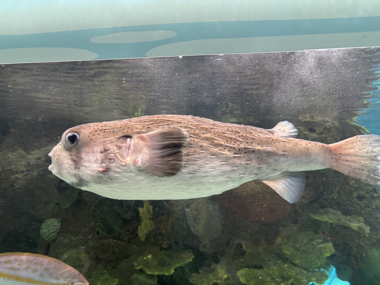 Glover's Reef- Spotted Porcupinefish