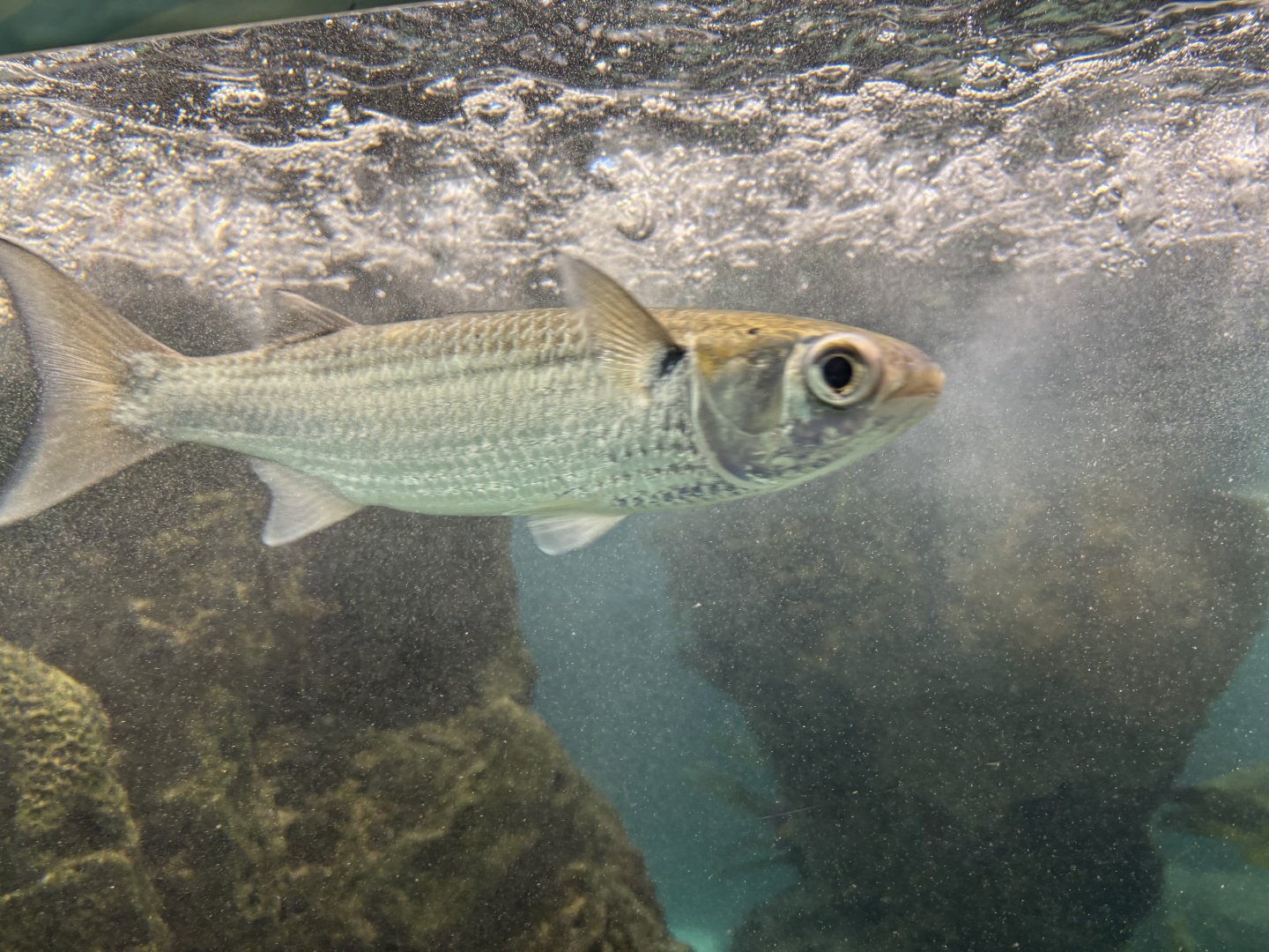 Glover's Reef- Striped Mullet