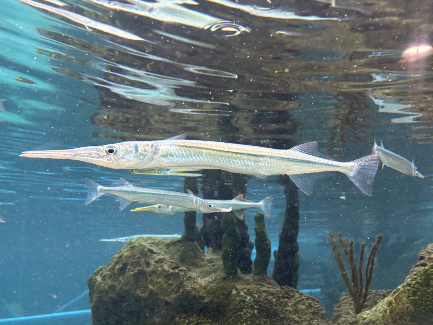 Glover's Reef- Western Atlantic Trumpetfish
