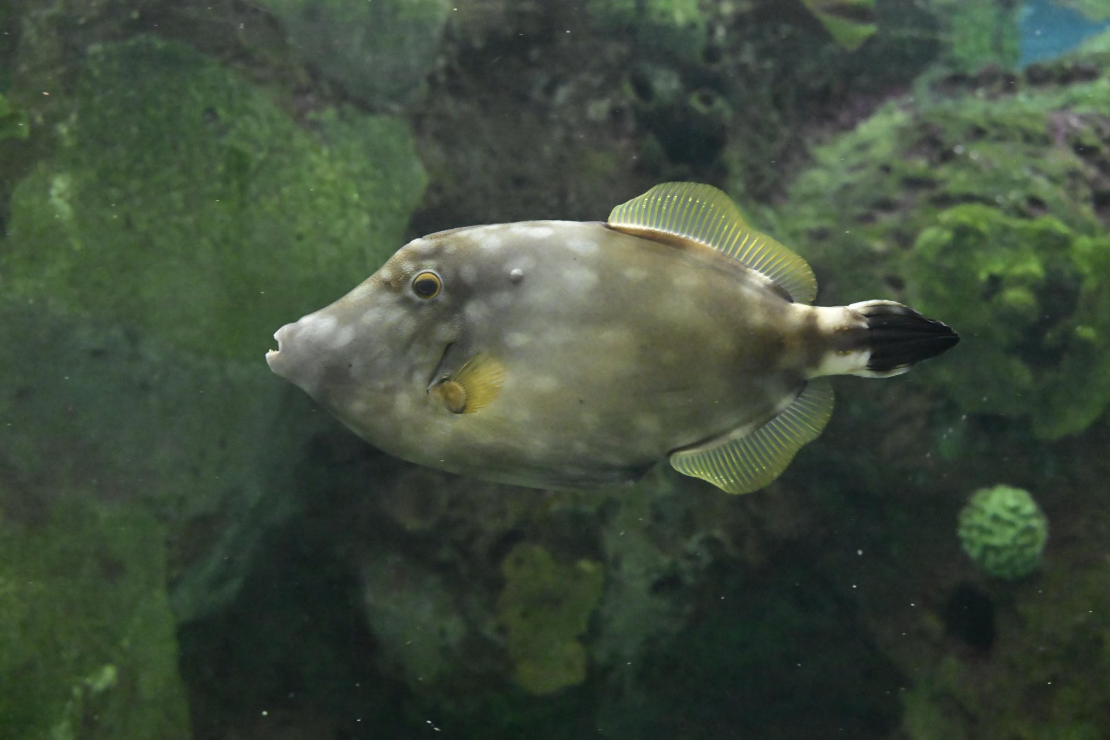 Glover's Reef - Whitespotted Filefish (Cantherhines macrocerus)