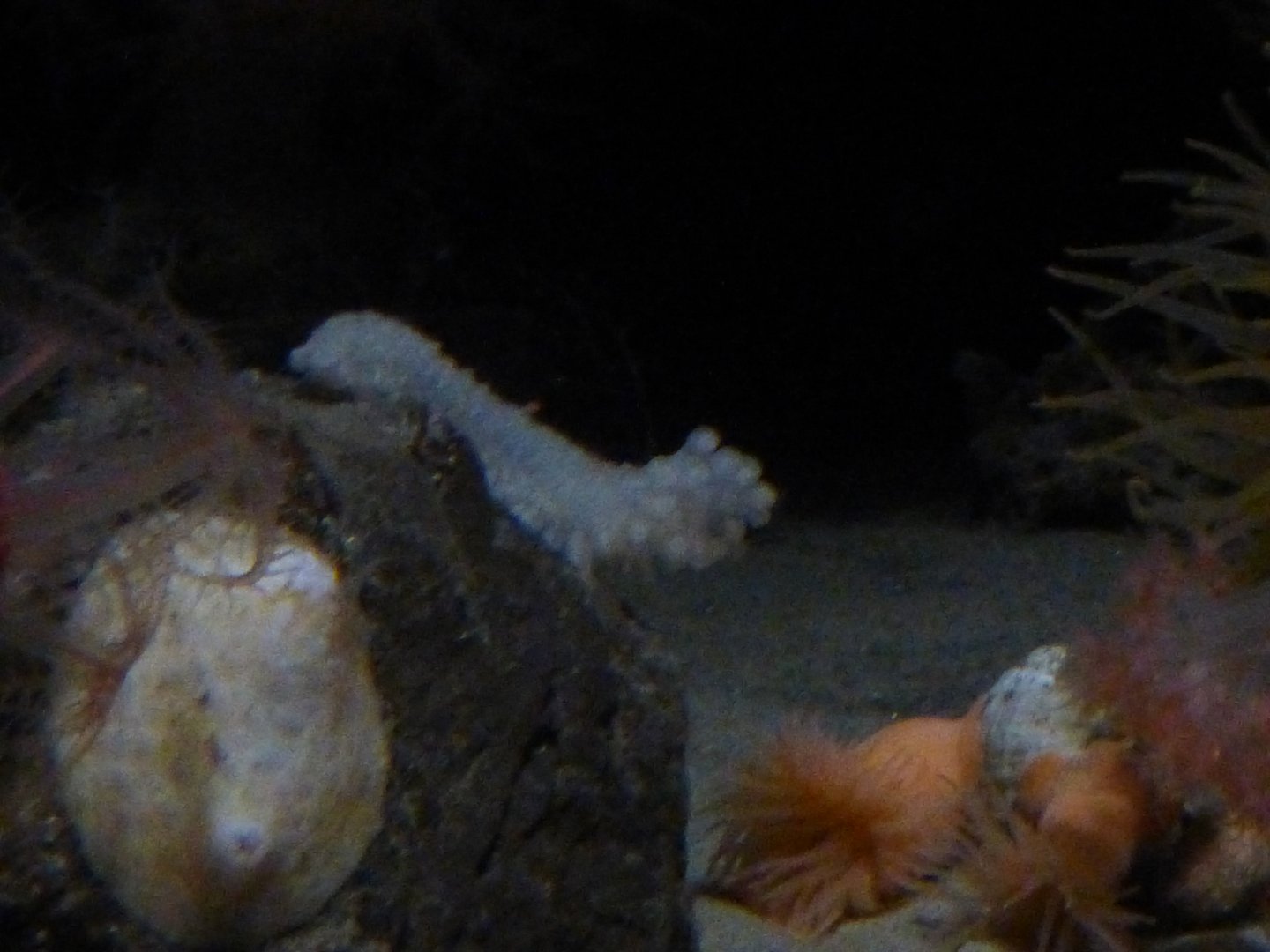 Glowing sea cucumber, isosicyonis, psolus and more.