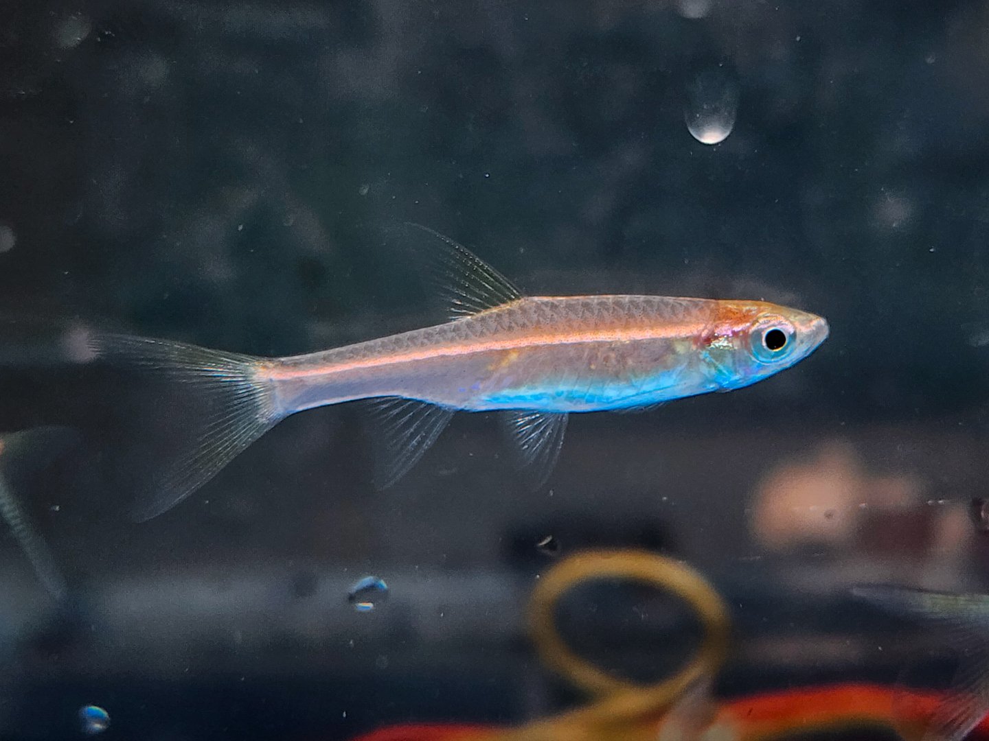 Glowlight Rasbora (Trigonopoma pauciperforatum)