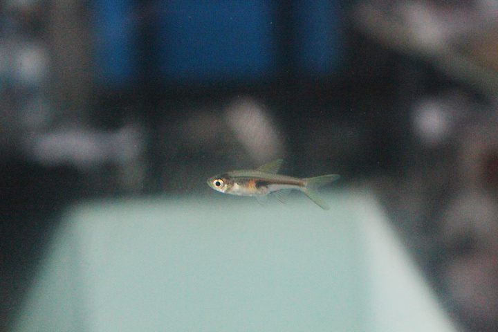 Glowlight rasbora (Trigonostigma hengeli)