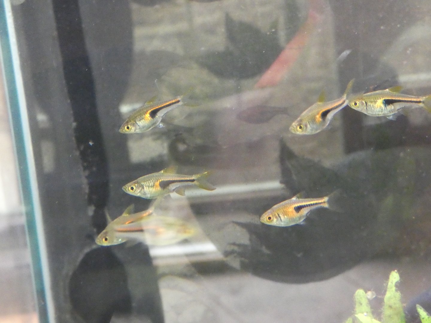 Glowlight rasbora